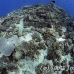 coral_hard_ss_beqa_h_0065_fij7006.jpg